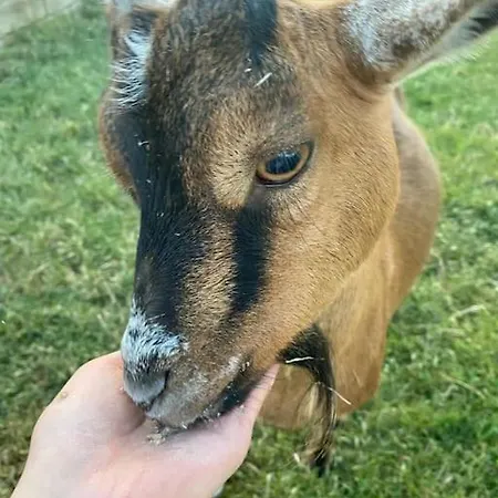 Ferme Equestre - Vue Unique Sur Les Chevaux Wangen