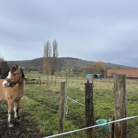 Ferme Equestre - Vue Unique Sur Les Chevaux
